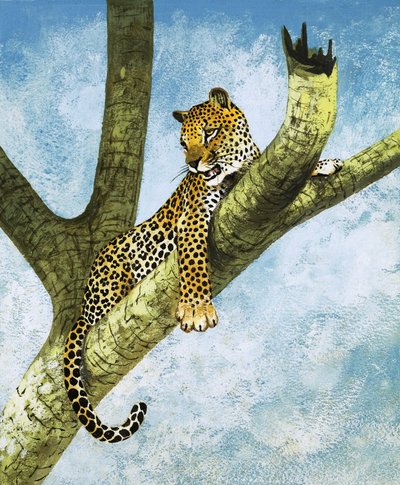 Leopard in a Tree by English School